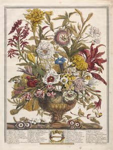 A virágok tizenkét hónapja: 1730. szeptember.