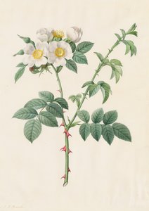 Brier Bush Rose vagy Dog Rose (Rosa Leucantha)
