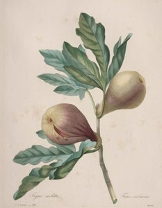 A legszebb virágok választéka...a legszebb gyümölcsök: Violet Fig