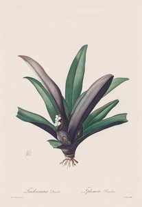 Les Liliacées: Tradescantia discolor alkotó: Henry Joseph Redouté