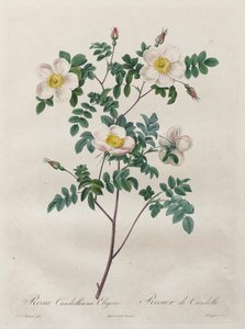 Les Roses: Rosa Candolleana Elegans