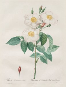 A rózsák: Rosa Damascena, subalba