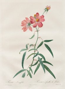 A rózsák: Rosa Longifolia