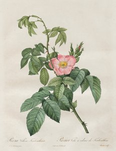Les Roses: Rose Villosa terpentin