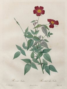 A rózsák: Rosa indica alkotó: Henry Joseph Redouté