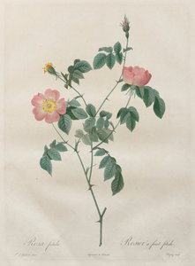 A rózsák: Rosa indica
