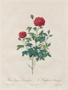 Pompon Pink alkotó: Henry Joseph Redouté