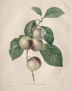 Reine Claude Plum