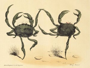 Fantasztikus tánc a La Caricature-ből, kocsma. 1831-es litográfia, 1831. alkotó: Henry Monnier