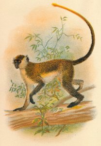 Green Guenon, 1897