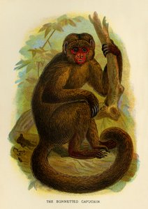 A csontos kapucinus, 1896 alkotó: Henry Ogg Forbes