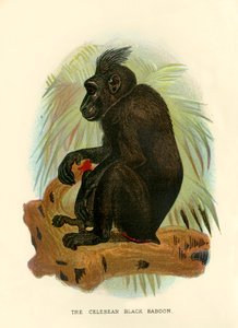 A celebiai fekete pávián, 1896