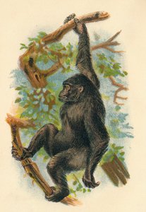 A gorilla, 1897