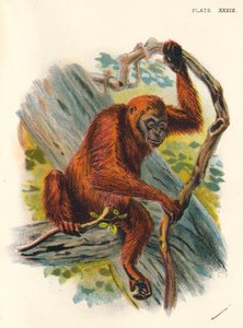 Az Orang-Utan, 1897