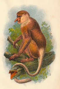 Az orrmajom, 1897