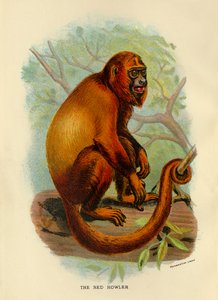 A vörös üvöltő, 1896