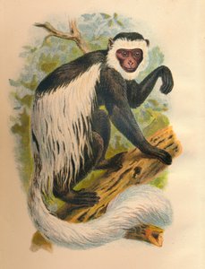 A fehérfarkú Guereza, 1897