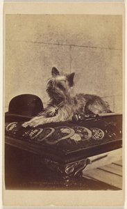 [Kutya fekszik az ottománon, egy derbysapka és egy sétapálca mellett] alkotó: Henry Pointer