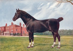 Hackney mén Danegelt, c1905 c1910 alkotó: Henry Powell Palfrey