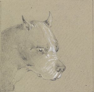Boxerkutya feje és válla (papíron fehér grafittal kiemelve) alkotó: Henry Thomas Alken