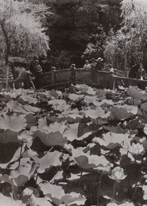 A Lotus-Pond (f/w fotó) alkotó: Herbert Ponting