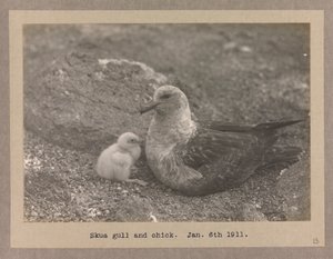 Skua sirály a fiókával alkotó: Herbert Ponting