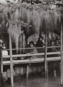 Egy wistariai lugas Kameidóban (f/w fotó) alkotó: Herbert Ponting