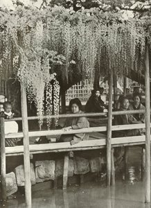 Egy wisteria lugas Kameidóban, 1910. alkotó: Herbert Ponting