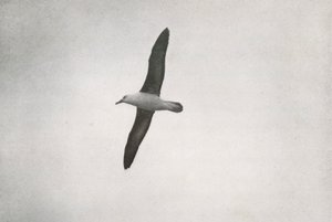 Albatrosz szárnyalás, c19101913, 1913 alkotó: Herbert Ponting