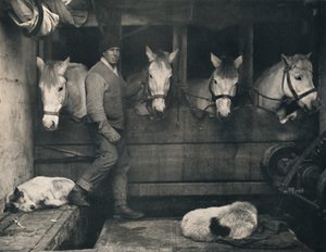 Oates kapitány, a Terra Nován a szibériai pónikkal, c1911, 1914.