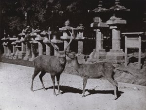 Szarvas, egy tanulmány Narában (f/w fotó) alkotó: Herbert Ponting