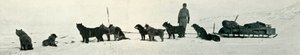 Kutyák boltokkal, hamarosan elhagyják a Hut Pointot, c1911, 1913 alkotó: Herbert Ponting