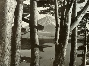 Fuji és a fenyőfák, 1910. alkotó: Herbert Ponting