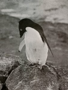 Nem érdekel, mi lesz velem, c19101913, 1913 alkotó: Herbert Ponting