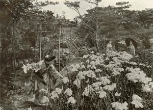 Egy írisz kertben, 1910. alkotó: Herbert Ponting