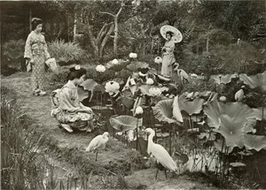 Lotus-Landben, 1910. alkotó: Herbert Ponting