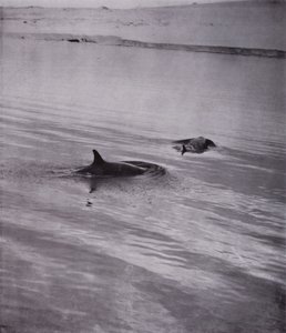 "On all sides killer whales" (b/w photo) alkotó: Herbert Ponting