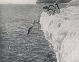Penguins Diving, 1911, 1913 alkotó: Herbert Ponting