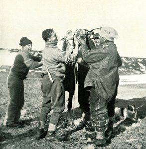 Pony Takes Whisky, 1911. február 8., 1913 alkotó: Herbert Ponting