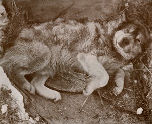 Stareek Malingering, c19101913, 1913 alkotó: Herbert Ponting