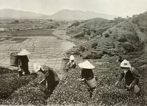 Tea a dombokon és rizs a síkságon, 1910. alkotó: Herbert Ponting