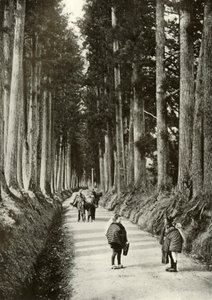 The Cryptomerias at Nikko, 1910. alkotó: Herbert Ponting