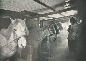 Az istállók télen, c19101911, 1913 alkotó: Herbert Ponting