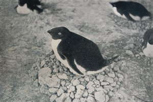 Ennek a pingvinnek van egy szorgalmas társa, c1911, 1913 alkotó: Herbert Ponting