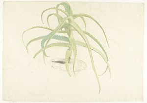 Aloe perfoliata
