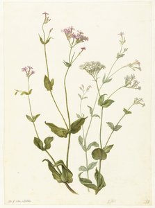 Hólyag Senna és Sticky Catchfly Rode en witte Viscaria of pekanjer