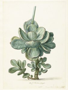 Pozsgás növény (Cotyledon orbiculata?) alkotó: Herman Saftleven
