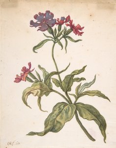 Vizsgálat egy vörös légyről, Lychnis hirsuta, 1680.