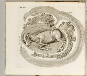 Egy állat az anyaméhben, 1738 alkotó: Hieronymus Fabricius ab Aquapendente