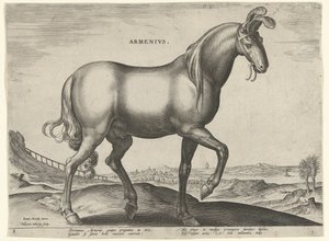Ló Örményországból (Armenius) örmények (cím a tárgyon) Lófajták az osztrák Don Juan királyi istállójából (sorozat címe) Equile Ioannis Austriaci Caroli (sorozat címe)